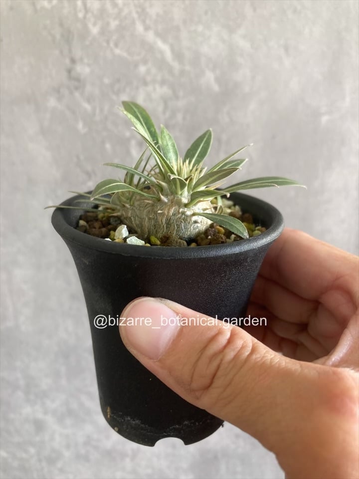 マ*9様 [Valiem鉢付き] パキポディウム•マカイエンセ　実生5年目 マ*9様 [Valiem鉢付き] パキポディウム•マカイエンセ 実生5年目