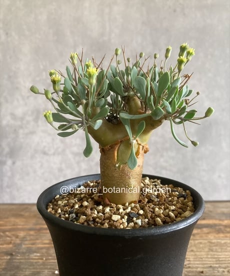 黄金斑入りクロツグヤシ・オーレア耐寒性・耐陰性 黄金斑入りクロツグヤシ・オーレア耐寒性・耐陰性