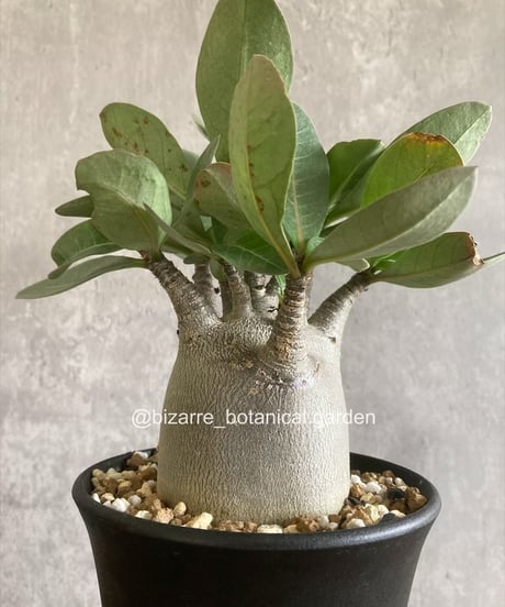 CATEGORY 植物 | 奇妙な植物園