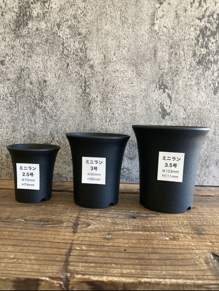 ミニラン鉢 3.5号 | 奇妙な植物園