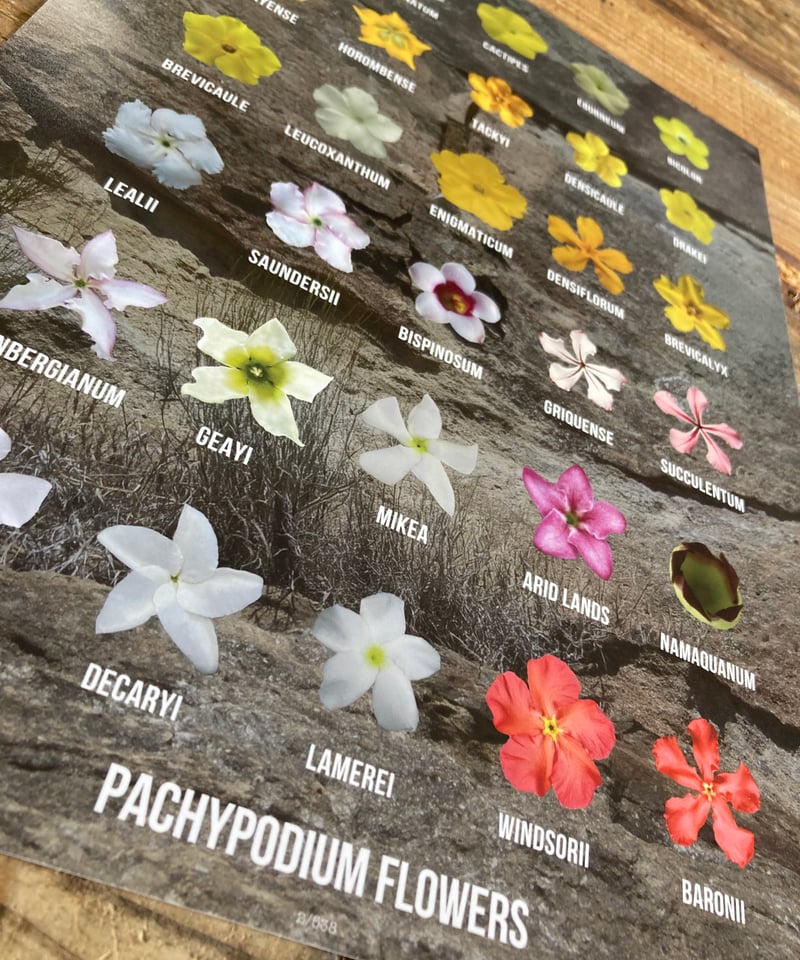 非売 Pachypodium Flower ポスター 光沢紙 額装付 グラキリス 非売 Pachypodium Flower ポスター 光沢紙 額装付 グラキリス 非