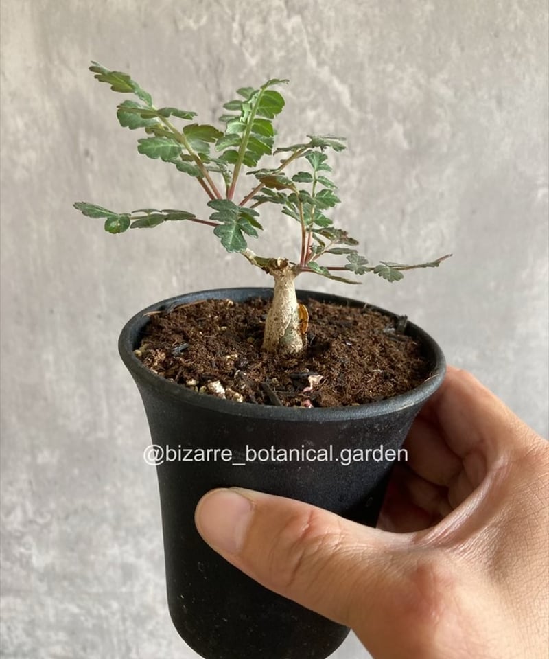 F パキコルムスディスカラー　象の木　実生株 パキコルムスディスカラー・象の木】国内実生苗 | BOKUTO