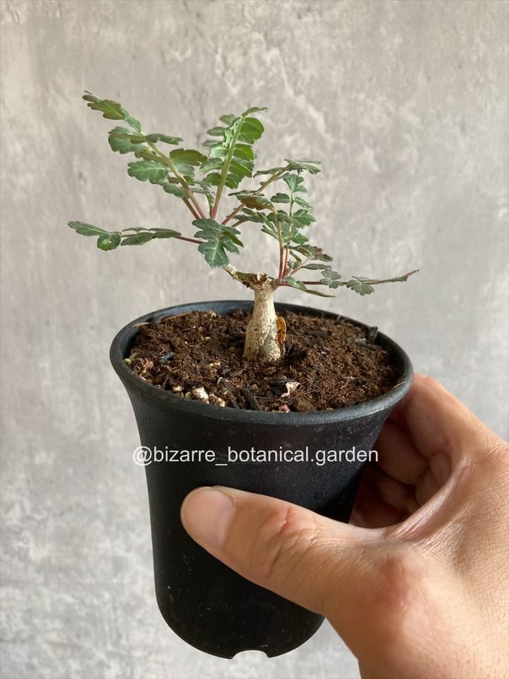 F パキコルムスディスカラー　象の木　実生株 パキコルムス ディスカラー 