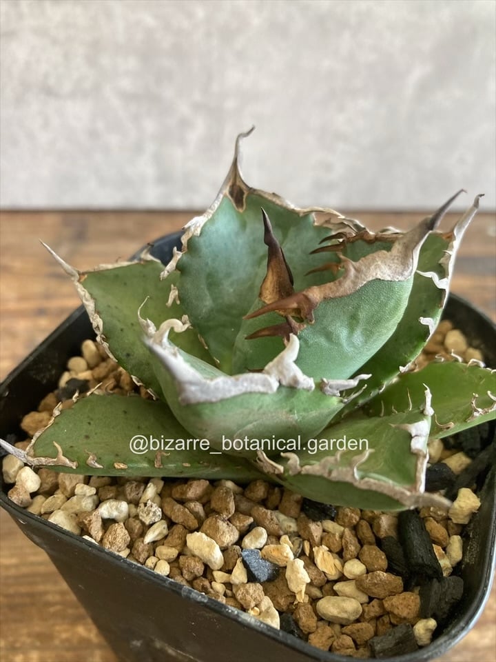 犀牛 大株】アガベ チタノタ 黒犀牛／狂戦士 陽炎 超良型