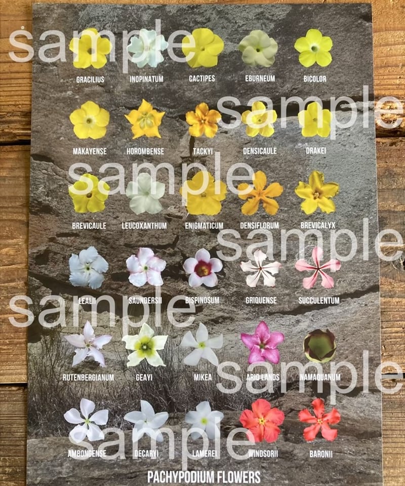 パキポディウム品種識別用花ポスター | 奇妙な植物園
