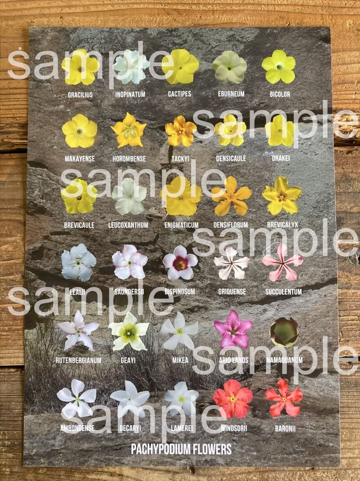 パキポディウム品種識別用花ポスター | 奇妙な植物園
