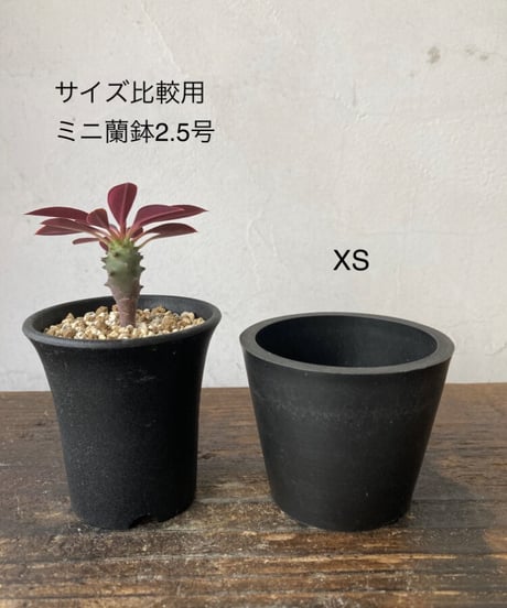 抜き苗♥️ココアミルク✨✨ その他 | NOKO's