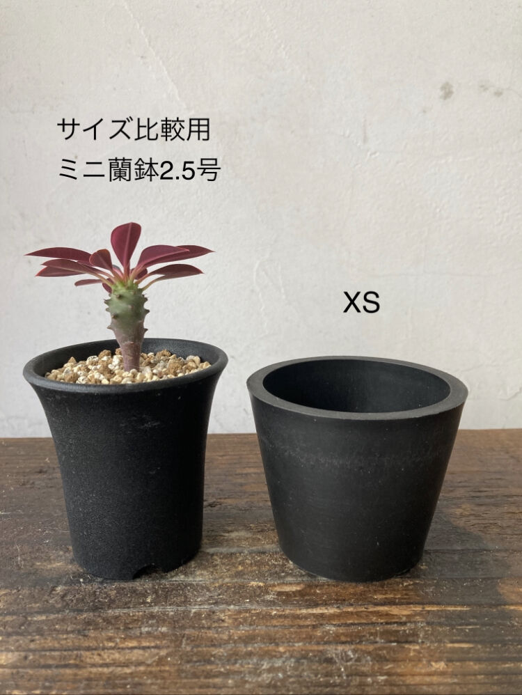 1968　４株セット販売鉢つき fit=scale-down,w=1200