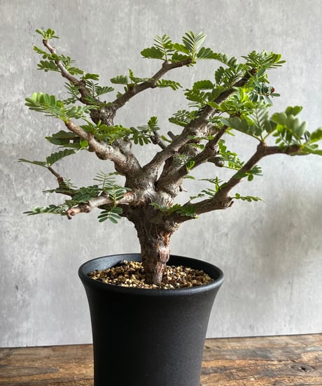 CATEGORY 植物 | 奇妙な植物園