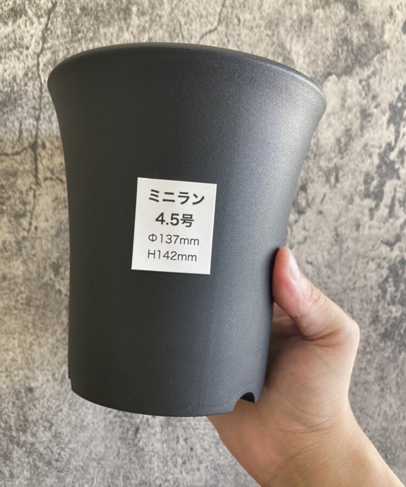 ミニラン鉢 4.5号 | 奇妙な植物園