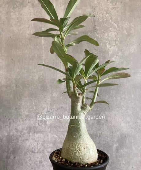 超希少❗️ ロストラータ　4ヘッド　 葉の展開スタートしました♪ m.my＿gadenからの謎‼️ ……………………………………………… ロストラータ 花芽