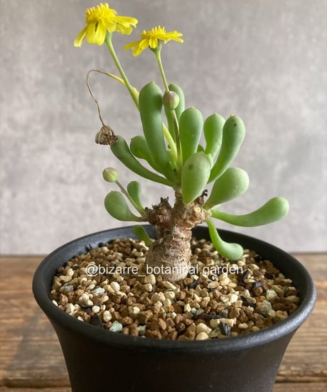 レア❤️カット苗✨丸葉象牙スペシャル✨ レア❤️カット苗✨丸葉象牙スペシャル✨