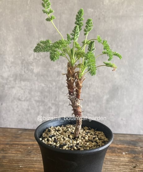 CATEGORY 植物 | 奇妙な植物園