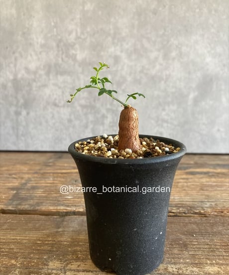 610〓希少Myrciaria aff.cuspidata 実生 【限定１】 ITEM | 奇妙な植物園