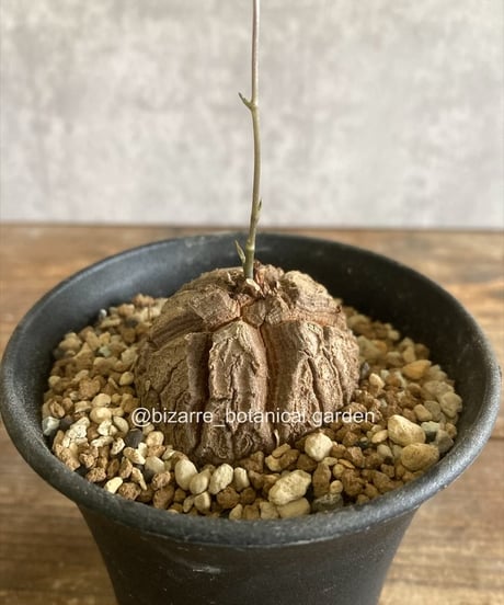 mattya様 クラブアップル エルム ゲンチアナ ミムラス マスタード CATEGORY 植物 | 奇妙な植物園