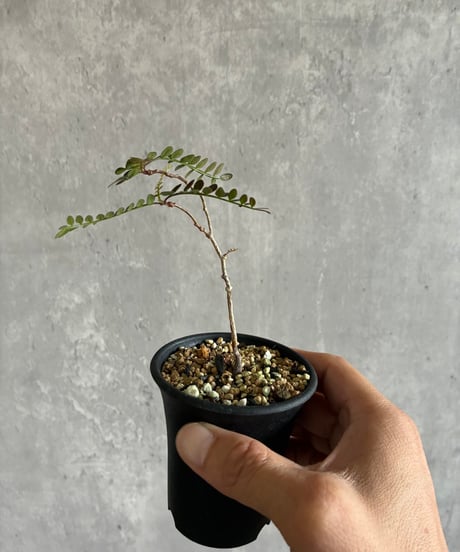 CATEGORY 植物 | 奇妙な植物園