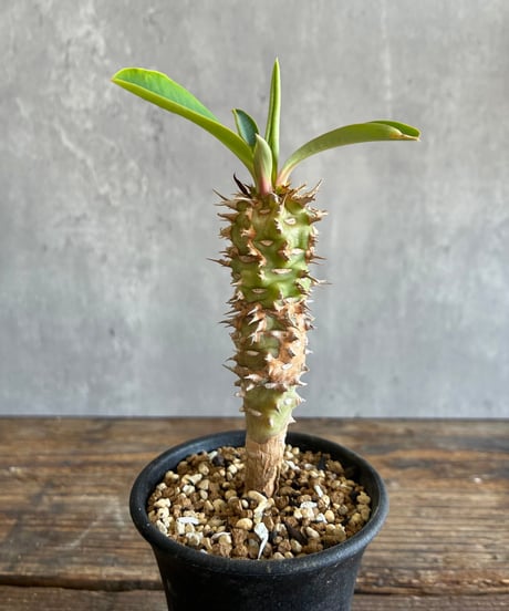 CATEGORY 植物 | 奇妙な植物園