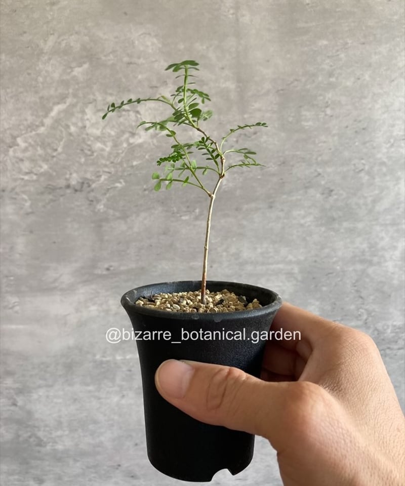 オペルクリカリア パキプス 実生 | 奇妙な植物園