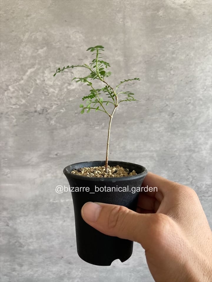 オペルクリカリア パキプス 実生 | 奇妙な植物園