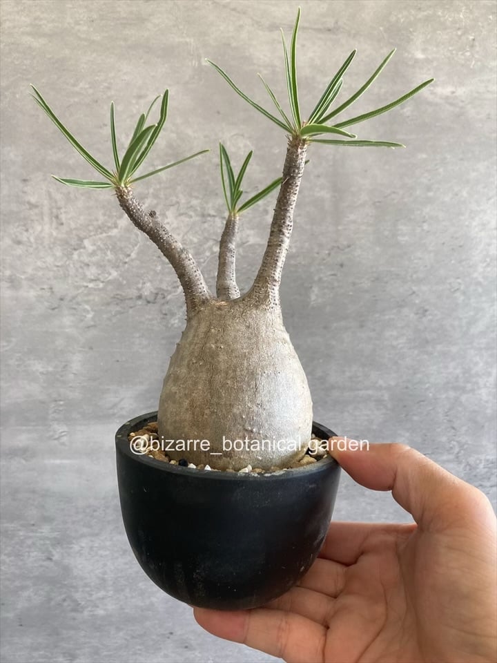 グラキリス　現地球 パキポディウム グラキリス 現地球発根済858 | 奇妙な植物園