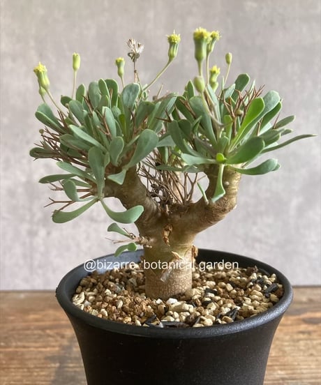 CATEGORY 植物 | 奇妙な植物園