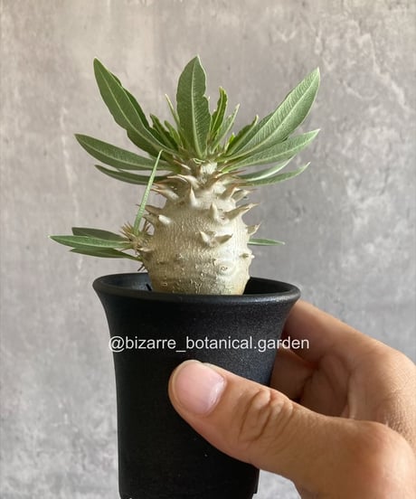 CATEGORY 植物 | 奇妙な植物園