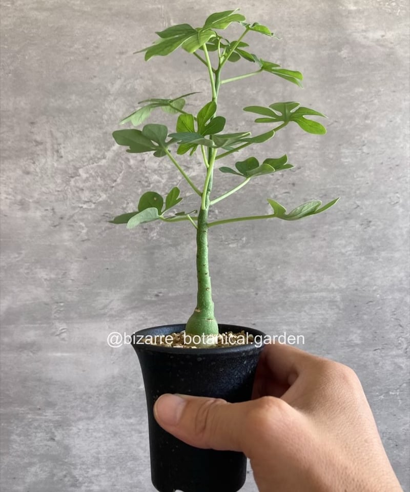 ボスウェリア ナナ 国内実生