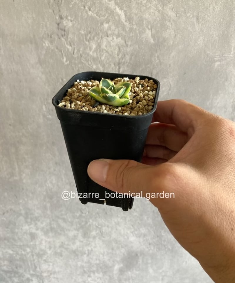 アガベ ピンキー 黄色覆輪斑 5-606 アガベ ピンキー 黄色覆輪斑 5-606 | 奇妙な植物園