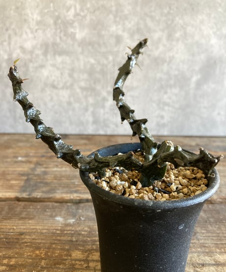 CATEGORY 植物 | 奇妙な植物園