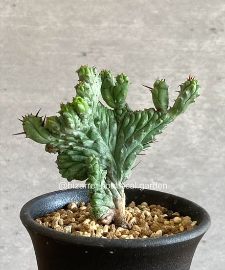 CATEGORY 植物 | 奇妙な植物園
