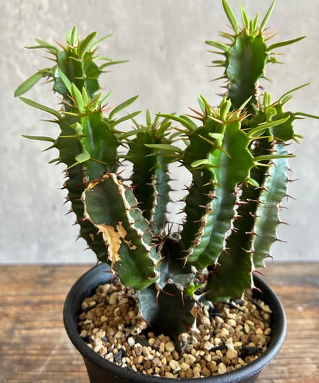 CATEGORY 植物 | 奇妙な植物園