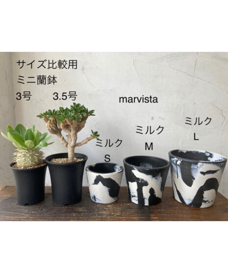 marvista ミルクL 1鉢 | 奇妙な植物園