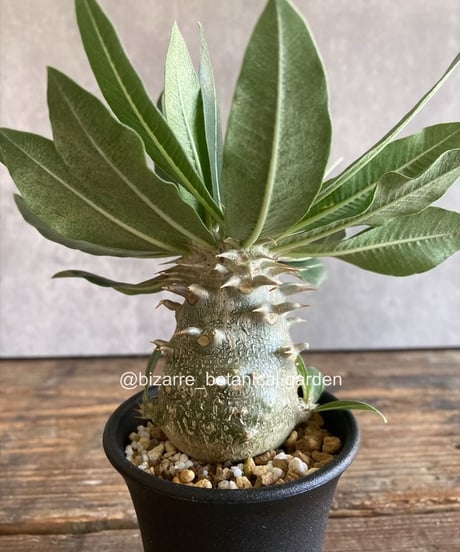 ITEM | 奇妙な植物園