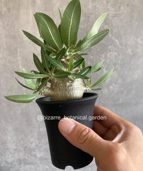 ITEM | 奇妙な植物園