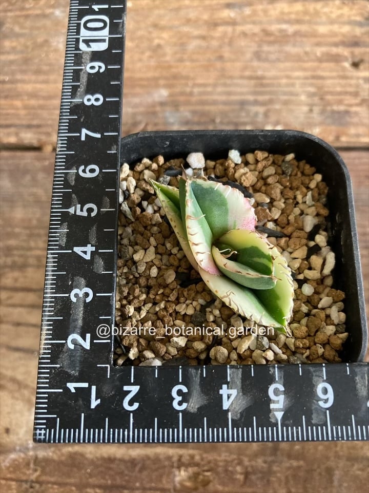 アガベ カビゴン 白覆輪斑 5-604 | 奇妙な植物園