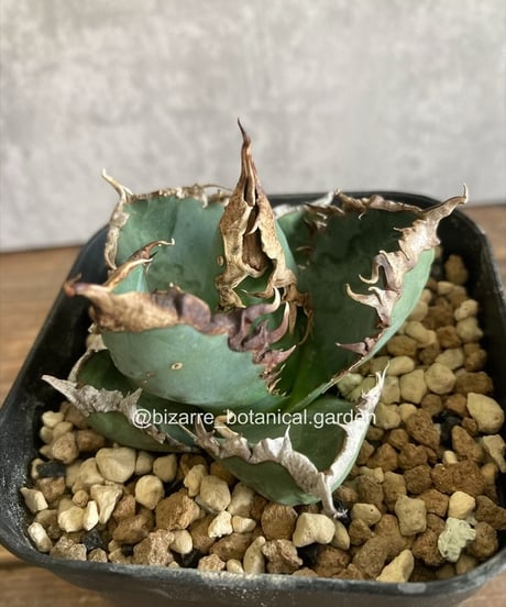 CATEGORY 植物 | 奇妙な植物園