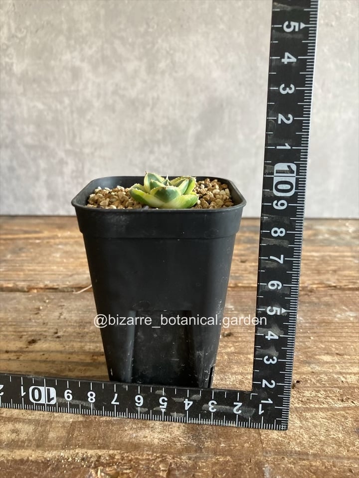 アガベ　ピンキー　黄色覆輪斑　5-606 アガベ ピンキー 黄色覆輪斑 5-606 | 奇妙な植物園