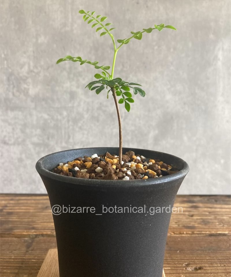 コミフォラエイル 小野象平氏鉢付き 2025年最新】コミフォラ エイルの人気