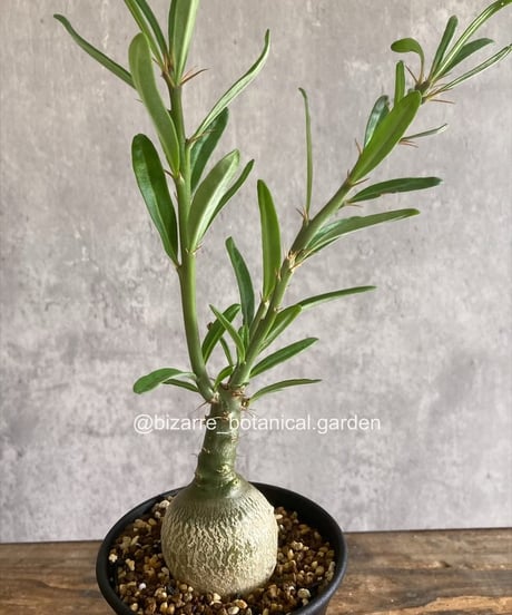 CATEGORY 植物 | 奇妙な植物園