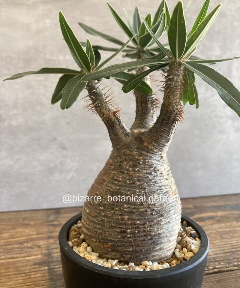 パキポディウムカクチペス　現地球 pachypodium cactipes《 大きめS size》※現地球発根済株※店主国内