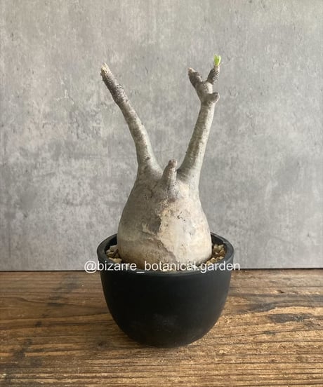 CATEGORY 植物 | 奇妙な植物園 