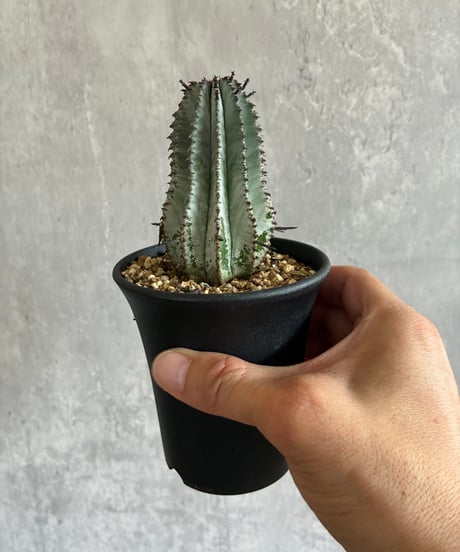 CATEGORY 植物 | 奇妙な植物園