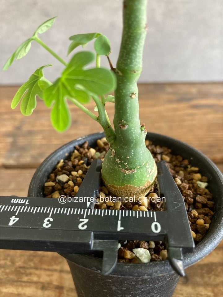 【実生】【斑入り】アデニア グラウカ 日本花キ流通 多肉植物 sdアデニア グラウカ 実生 塊根植物