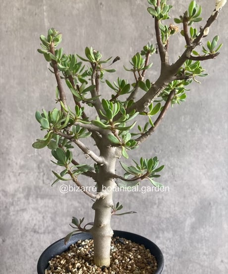 CATEGORY 植物 | 奇妙な植物園