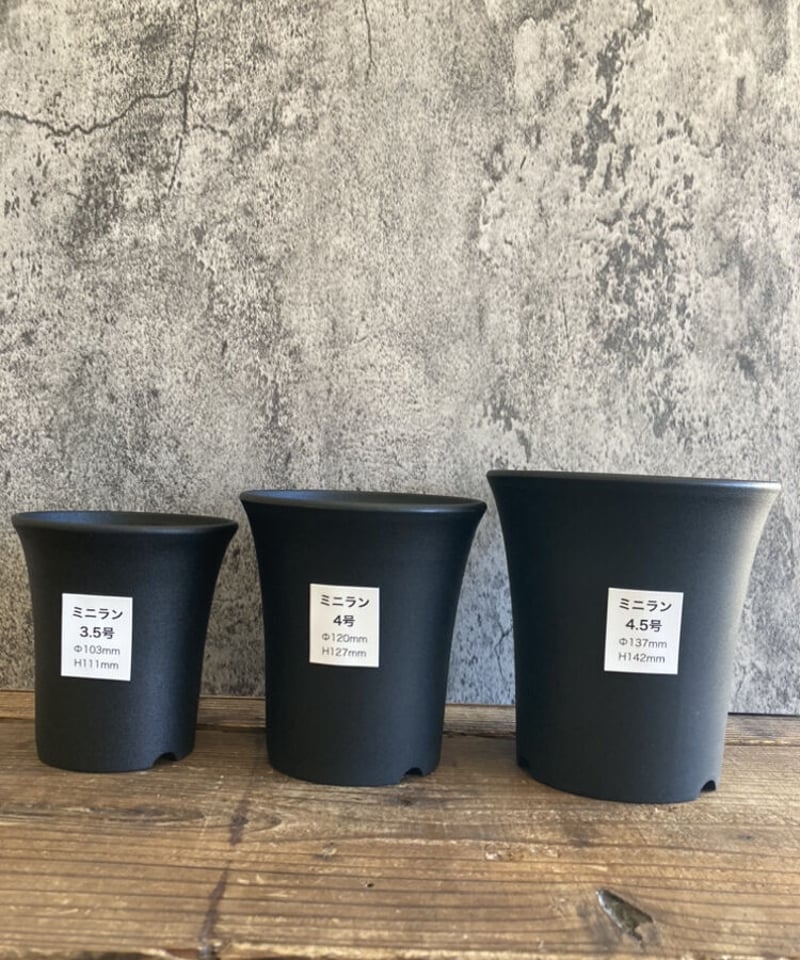 らんらん ミニラン鉢 4.5号 | 奇妙な植物園