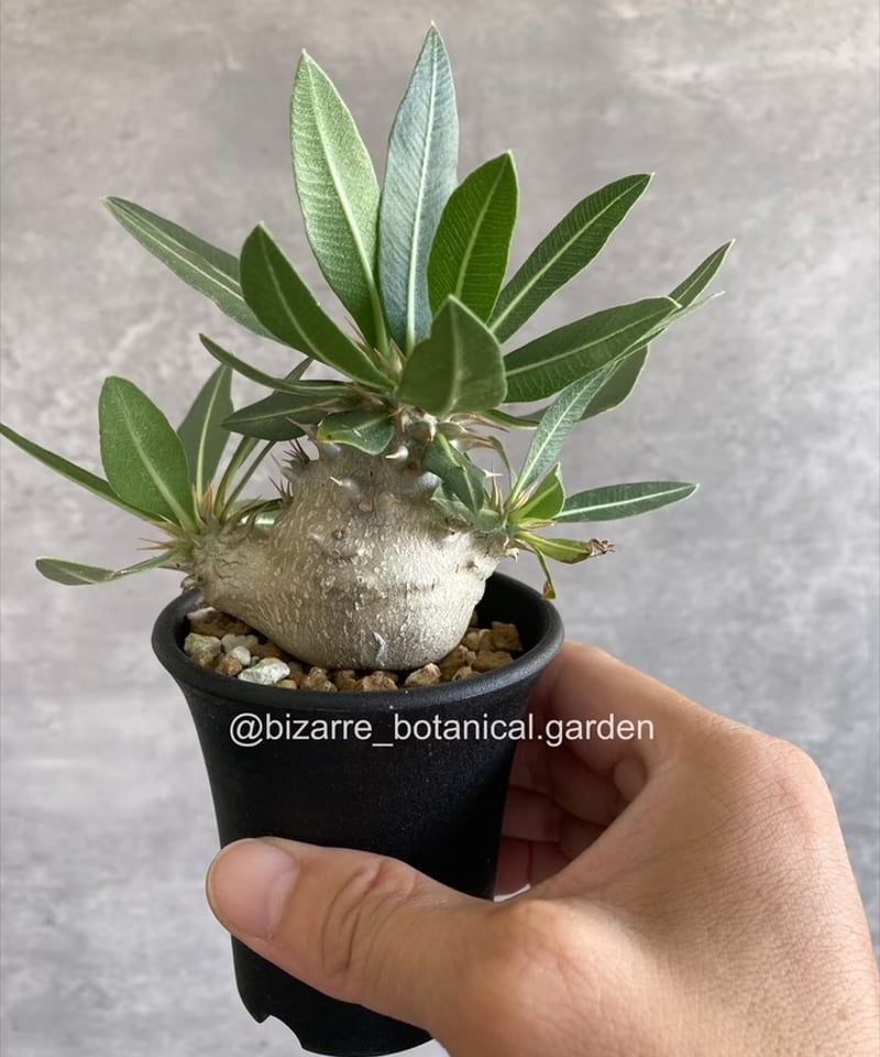 パキポディウム恵比寿大黒 実生 【公式通販】