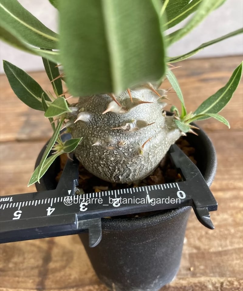 パキポディウム 恵比寿大黒 5-476 パキポディウム 恵比寿大黒 | Hanayoshi