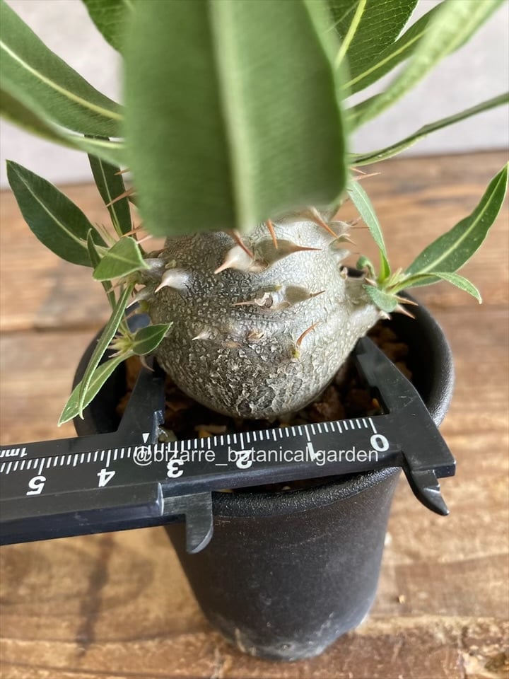 パキポディウム恵比寿大黒実生 パキポディウム：恵比寿大黒（実生株） 3号鉢植え* の通販