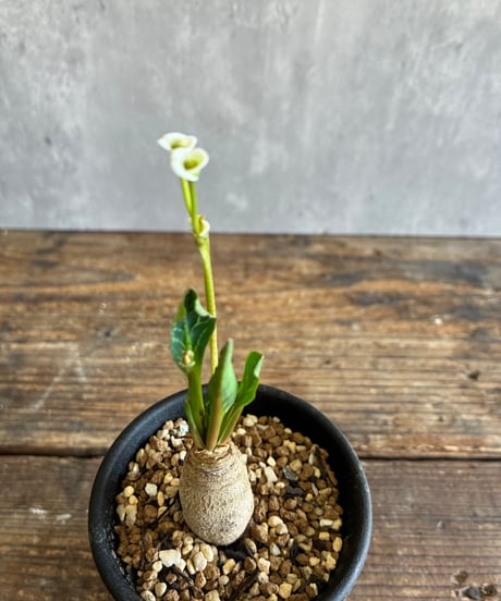 CATEGORY 植物 | 奇妙な植物園
