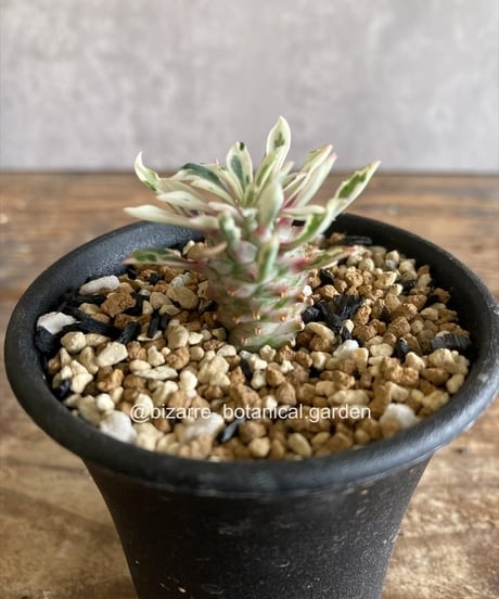 奇妙な植物園